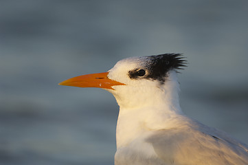 Image showing Royal Tern, Sterna maxima