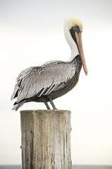 Image showing Brown Pelican, Pelecanus occidentalis