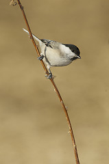 Image showing Willow Tit, Parus montanus