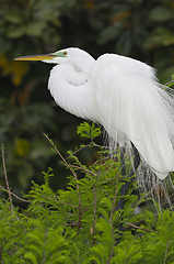 Image showing Great Egret, Ardea alba