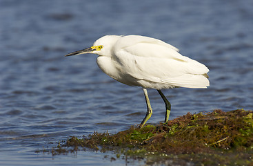 Image showing Snowy Egret, Egretta thula