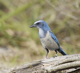 Image showing Endangered Scrub Jay