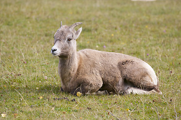 Image showing Bighorn Sheep