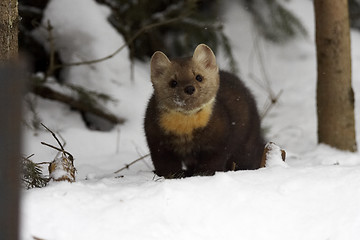 Image showing Pine Martin