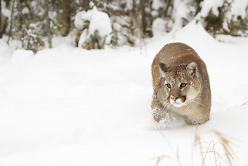 Image showing Mountain Lion