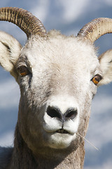 Image showing Bighorn Sheep