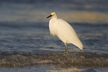 Image showing Snowy Egret, Egretta thula