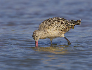 Image showing Marbled Godwit, Limosa fedoa