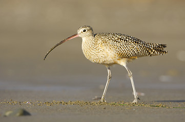 Image showing Long-billed Curlew, Numenius americanus