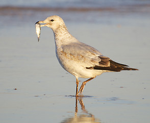 Image showing Herring Gull, Larus delawarensis argentatus