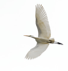 Image showing Great Egret, Ardea alba