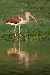 Image showing White Ibis, Eudocimus albus