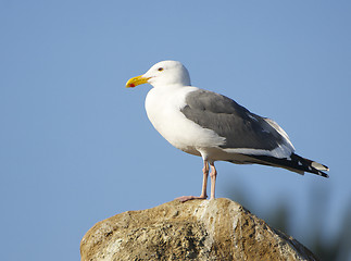 Image showing Western Gull, Larus occidentalis