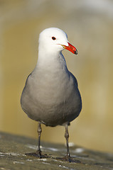 Image showing Heerman's Gull, Larus heermanni