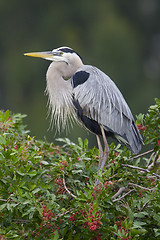 Image showing Great Blue Heron, Ardea herodias