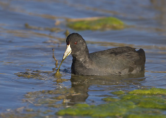 Image showing American Coot