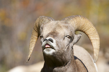 Image showing Bighorn Sheep