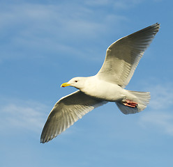 Image showing Glaucous Gull, Larus hyperboreus