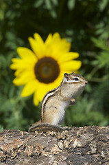 Image showing Siberian Chipmunk