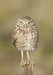 Image showing Burrowing Owl, Athene cunicularia