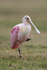 Image showing Roseate Spoonbill, Platalea ajaja