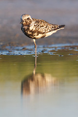 Image showing Black-bellied Plover, Pluvialis squatorola