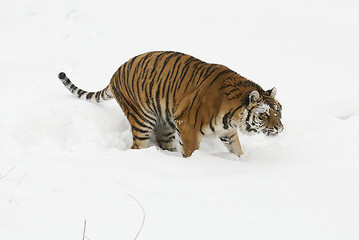 Image showing Amur Tiger