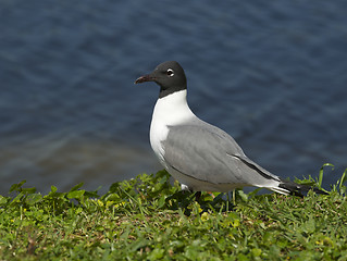 Image showing Laughing Gull, Larus atricilla