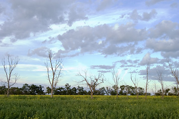 Image showing Dead Tree Landscape