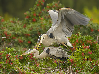 Image showing Great Blue Heron, Ardea herodias