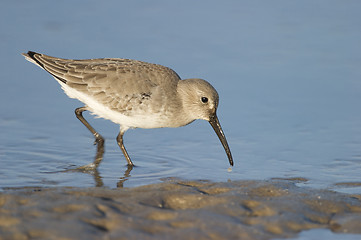 Image showing Dunlin, Calidris alpina