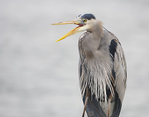 Image showing Great Blue Heron, Ardea herodias