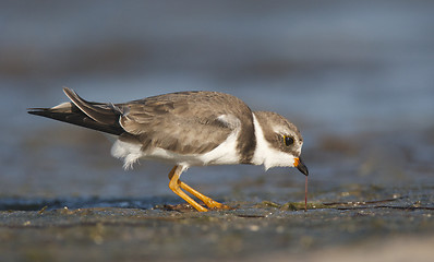 Image showing Semipalmated Plover, Charadrius semipalmatus