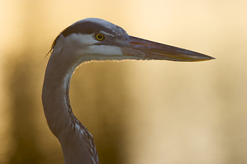 Image showing Great Blue Heron, Ardea herodias