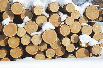 Image showing Pile of logs at sawmill 