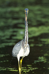 Image showing Tricolor Heron, Egretta tricolor