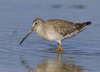 Image showing Short-billed Dowitcher, Limnodromus griscus