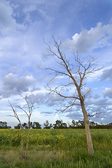 Image showing Dead Tree Landscape