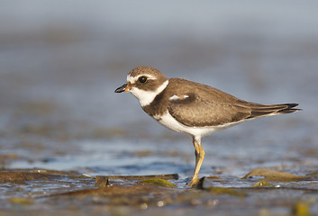 Image showing Semipalmated Plover, Charadrius semipalmatus