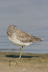 Image showing Short-billed Dowitcher, Limnodromus griscus