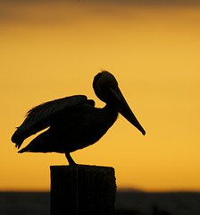 Image showing Brown Pelican, Pelecanus occidentalis