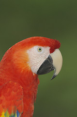 Image showing Macaw, Ara severa