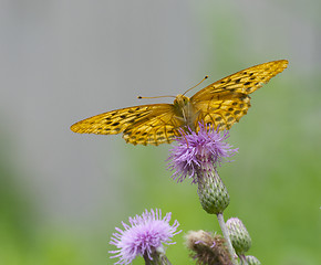 Image showing Orange and Black Butterfly 