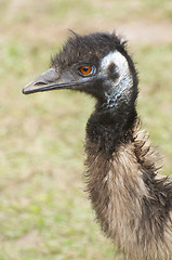 Image showing Emu portrait 