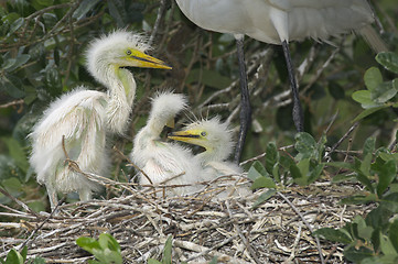 Image showing Great Egret, Ardea alba