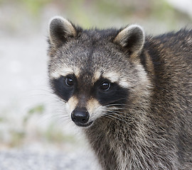 Image showing Raccoon