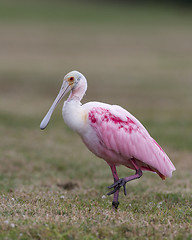 Image showing Roseate Spoonbill, Platalea ajaja