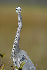 Image showing Great Blue Heron, Ardea herodias