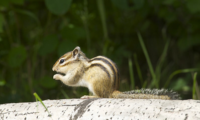 Image showing Siberian Chipmunk