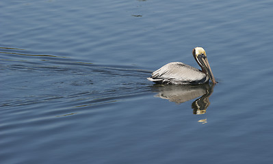 Image showing Brown Pelican, Pelecanus occidentalis